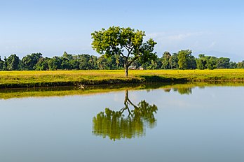 Reflexo de um cinamomo (Melia azedarach) perto da lagoa de Kuruwapari Chaudharitol, Inaruwa, distrito de Sunsari, Nepal. O cinamomo é uma espécie de árvore decídua da família do mogno, Meliaceae, nativa da região indo-malaia e do reino Australasiano. A principal utilidade do cinamomo é a sua madeira. Ela é de densidade média e varia em cor de marrom claro a vermelho escuro. A Melia azedarach − assim como outros membros da família Meliaceae − possui uma madeira de alta qualidade, mas ao contrário de muitas espécies quase extintas de mogno, é subutilizada. As tábuas secam sem rachar ou empenar e são resistentes à infecção fúngica. (definição 6 000 × 4 000)