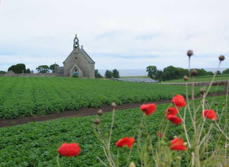 File:Poppies.jpg