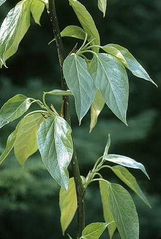<i>Populus balsamifera</i> Species of tree
