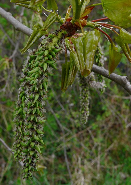 File:Populus tremula IP0605001.jpg