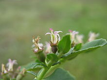 Pratia concolor flower1 (17141974487) .jpg