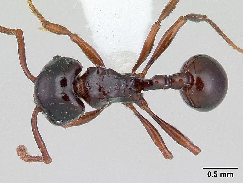 File:Pristomyrmex quadridens casent0178444 dorsal 1.jpg