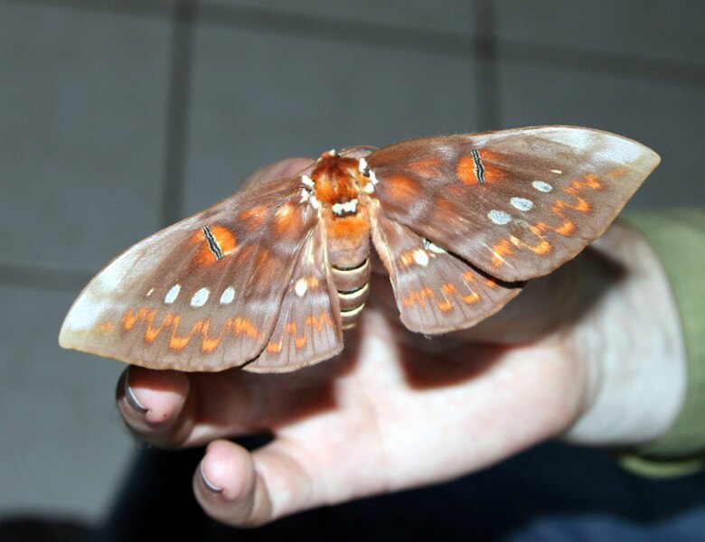 File:Procitheronia fenestrata female (2872464569).jpg