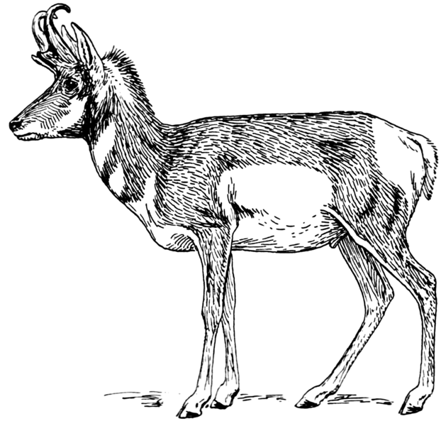 File:Pronghorn (PSF).png