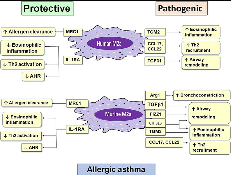 File:Protective and pathogenic proteins of human and murine M2a macrophages in allergic asthma.jpg