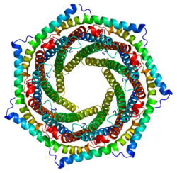 Белок PSME1 PDB 1avo.png