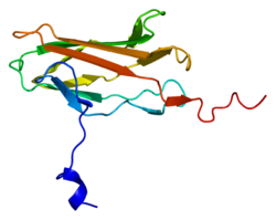 Proteína RUNX2 PDB 1cmo.png