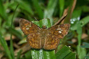 Pseudocoladenia dan-Thekkady-2016-12-03-001.jpg