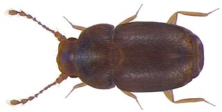 <i>Pteryx</i> Genus of beetles