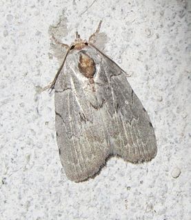 <i>Ptisciana seminivea</i> Species of moth