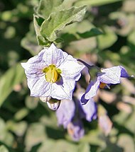 Purple nightshade (Solanum xanti) flower