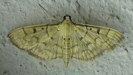 Herpetogramma couteyeni