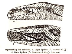 Python molurus (en haut) ; Python bivittatus (en bas).