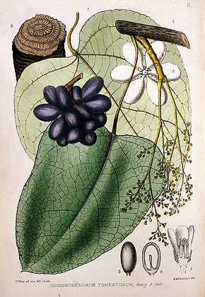 Описание изображения Р. Бентли и Х. Тримен, Лекарственные растения Wellcome L0019166.jpg.
