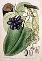 Chondrodendron tomentosum : Coloured plate from Bentley and Trimen's Medicinal Plants