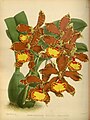 Rossioglossum splendens (as syn. Odontoglossum insleayi var. splendens) Plate 215 in: R.Warner - B.S.Williams: The Orchid Album (1882-1897)