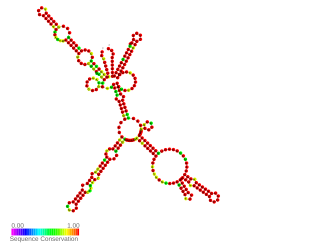 HilD 3UTR regulatory element