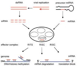 The enzyme dicer trims double stranded RNA or pri-miRNA to form small interfering RNA or microRNA, respectively. These processed RNAs are incorporated into the RNA-induced silencing complex (RISC), which targets messenger RNA to prevent translation. RNAi-simplified.png