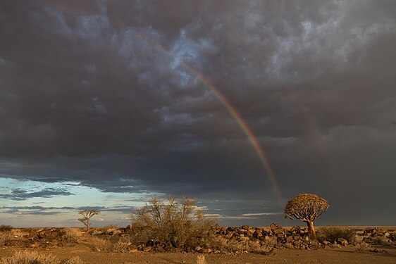 Rainbow and Quiver Tree near Keetmanshoop, Namibia