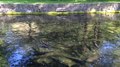 File:Rainbow trout pond at Bonneville Fish Hatchery.webm