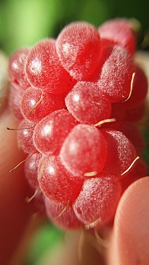 Raspberry (macro photo)