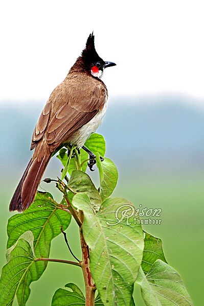 File:Red-whiskered bulbul (Pycnonotus jocosus) തൊപ്പിക്കിളി ഇരട്ടത്തലച്ചി. (32066662934).jpg