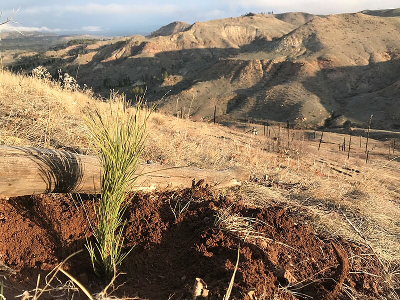 File:Reforestation, Montana, USA (9206).jpg