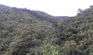 Riserva La Sierra, vista dal villaggio di Palenque, Riogrande, Santa Rosa de Osos