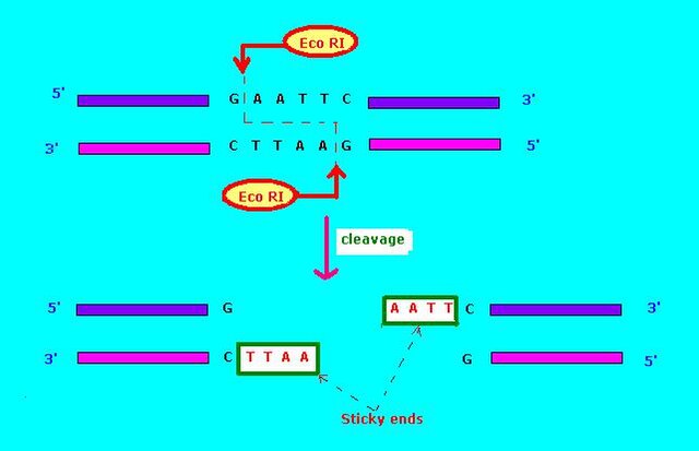 Restriction enzyme Eco RI