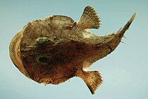 Reticulated goosefish (Lophiodes reticulatus).jpg