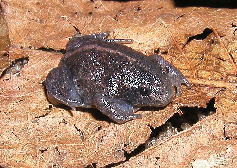 ملف:Rhinophrynus dorsalis.jpg