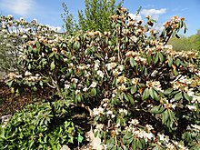 Rhododendron phaeochrysum - Kopenhag Üniversitesi Botanik Bahçesi - DSC07577.JPG