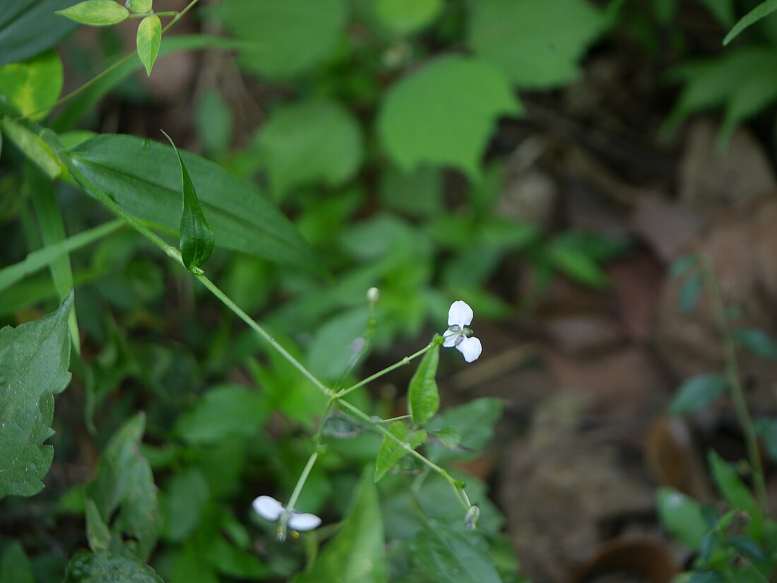 毛果竹叶菜