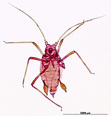 Rhopalosiphoninus latysiphon aptera.jpg