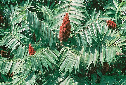 An image of Staghorn Sumac featuring green compound leaves and a central spike of red flowers.