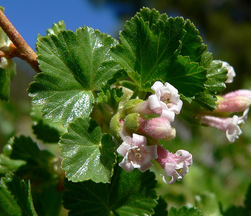 Image of Wax currant flower