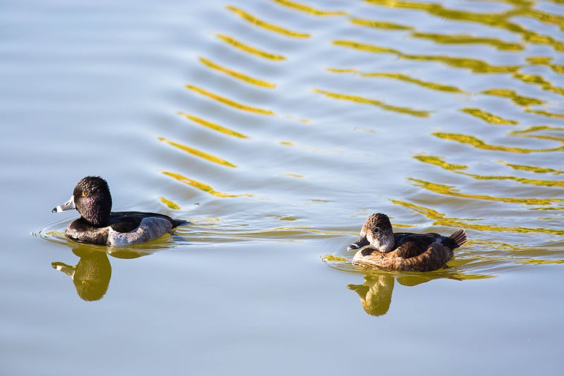 File:Ring-Necked Duck (23461935632).jpg