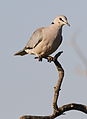 Ring-necked Dove (also known as Cape Turtle Dove), Streptopelia capicola, at Mapungubwe National Park, Limpopo, South Africa (18810706366).jpg