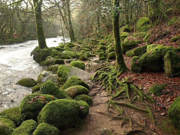 River Plym - geograph.org.uk - 1620054.jpg