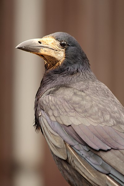 File:Rook (7538548796).jpg