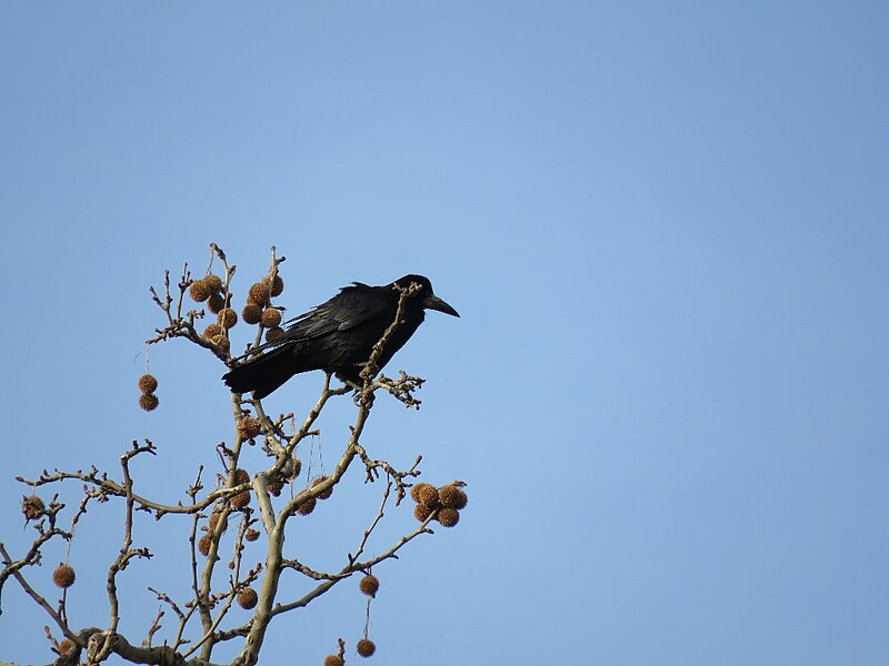 File:Rook in the grass 09.jpg