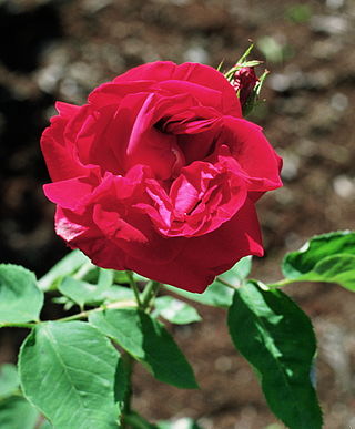 <i>Rosa</i> Général Jacqueminot Rose cultivar