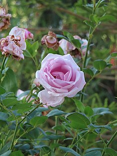 Rosa x damascena (R. damascena trigintipetala) flower in Ta'if Rosa damascena ps.jpg