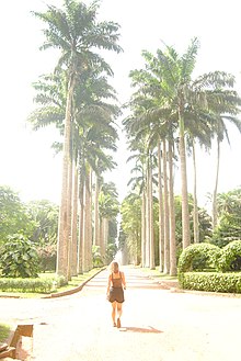 Cuban royal palm (Roystonea regia) in Aburi, Ghana