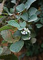 Rubus ellipticus