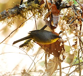 Atlapetes pileatus