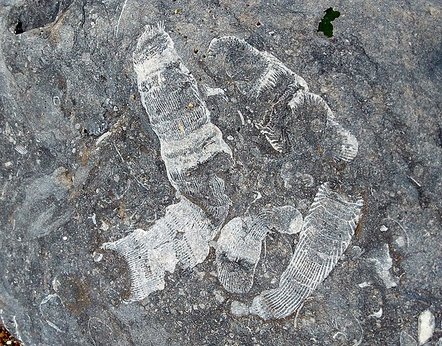 Rugose coral fossils found in rocks on the Southerndown Coast