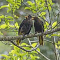 * Nomination Russet-backed oropendolas (Psarocolius angustifrons salmoni) --Charlesjsharp 09:37, 30 August 2023 (UTC) * Promotion Good quality. --Peulle 11:16, 30 August 2023 (UTC)