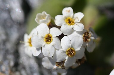 Close-up of flowers