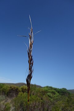 Flowering head